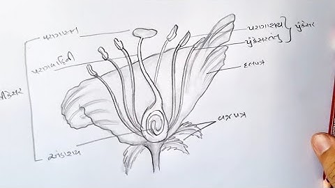 Longitudinal section of flower diagram class 10 // Labelled science diagram class 10