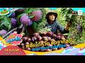 สดจากสวน หวาน ฉ่ำ หอม พลัมไต้หวัน ดอยอ่างขาง จ.เชียงใหม่ | เรื่องเด็ดเอ็ดตะโร | 18 พ.ค.69 (3/4)