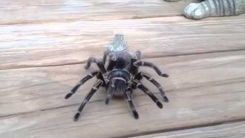 Frog on a Tarantula