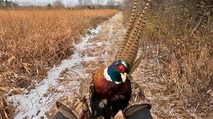 Pheasant Hunting with Golden Retrievers Highlights - Episode 1