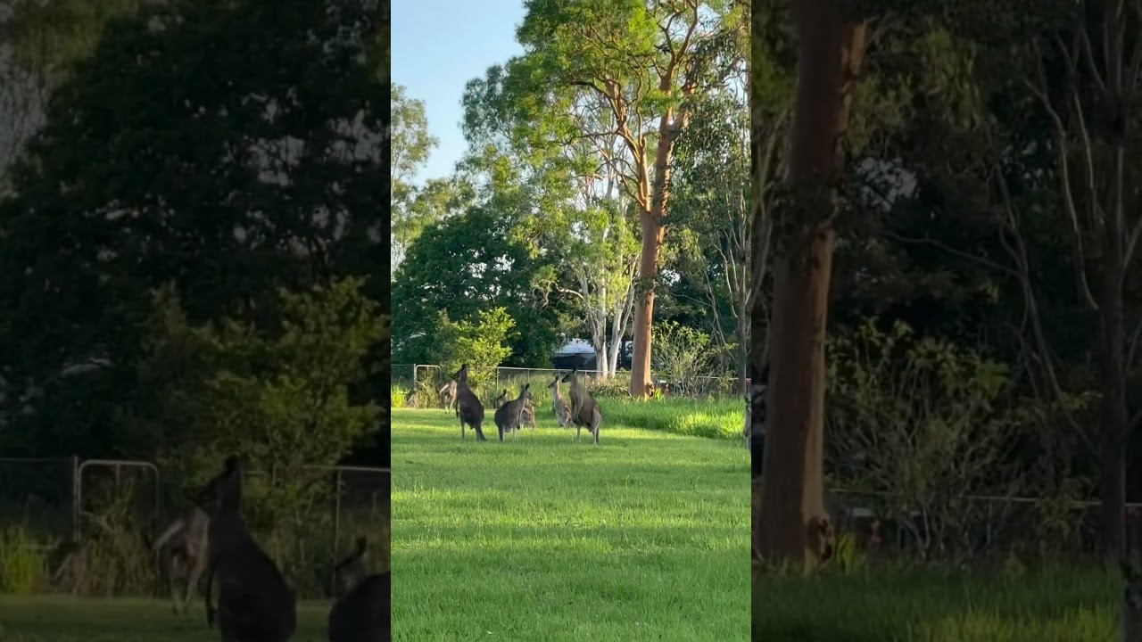 Living rent free🇦🇺🦘  