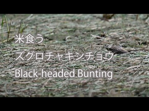 【米食う】ズグロチャキンチョウ Black-headed Bunting