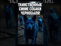 🐕‍🦺 Таинственные синие собаки Чернобыля!