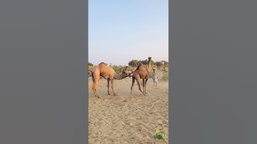 Female Camel Testing  #shorts  #shortvideo  #youtubeshorts