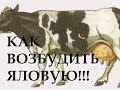 Как покрыть яловую корову. За лекарством для КРС в Москву.