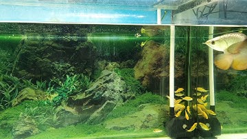 Kim long quá bối đầu vàng full - size 25