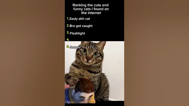 Video 11879901: adorable hilarious cat, funny cat cutest, funniest cats