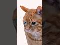 😺👅 #cat #funny #shorts #funnycats #orangecat #memes #gato #neko #แมว #고양이 #neko #gato #cute #tito