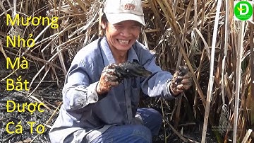 566  Tát Mương Bắt Cá - Mương Nhỏ Mà Kết Quả Quá Bất Ngờ - Cá Lóc Nấu Mẻ | Đất Phương Nam