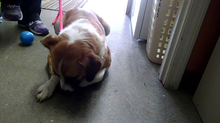 Teller's Milk Bone