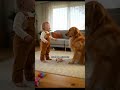 'I Am Bossy!' 😤 BABY SCOLDS DOG for Sniffing! 🐕🍿 Best Reaction #Shot #animals #funnymoments