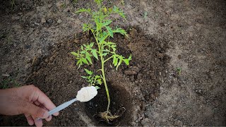 Never plant tomatoes without this. For large fruits and more tomatoes, follow this