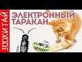 Таракан для кошки. Покупки с aliexpress для кошек. ЗооКитай