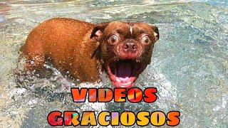 🤣 the Best Funny Animals Videos of the Moment 😺🐶 Try to NOT LAUGH [Dogs and Cats] by Videos de Animales Graciosos 336,391 views 1 year ago 11 minutes, 18 seconds