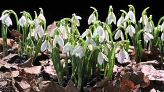 Svein Fuglestad Våren Komme Nå The Polyphonic Version