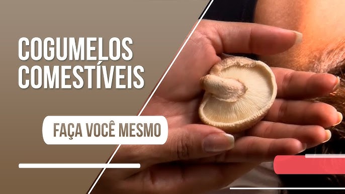 Transmissão ao vivo de Cogumelo Bacana 