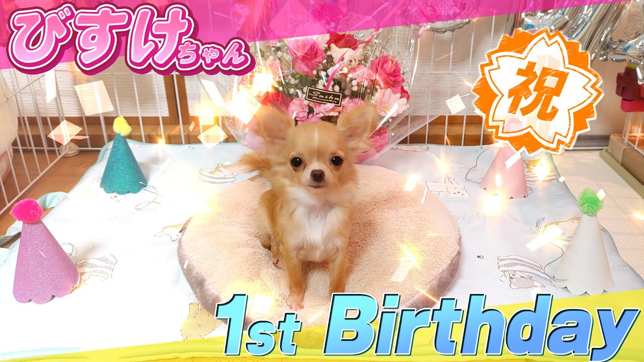 Celebration] Little Chihuahua's 1st birthday [Chihuahua