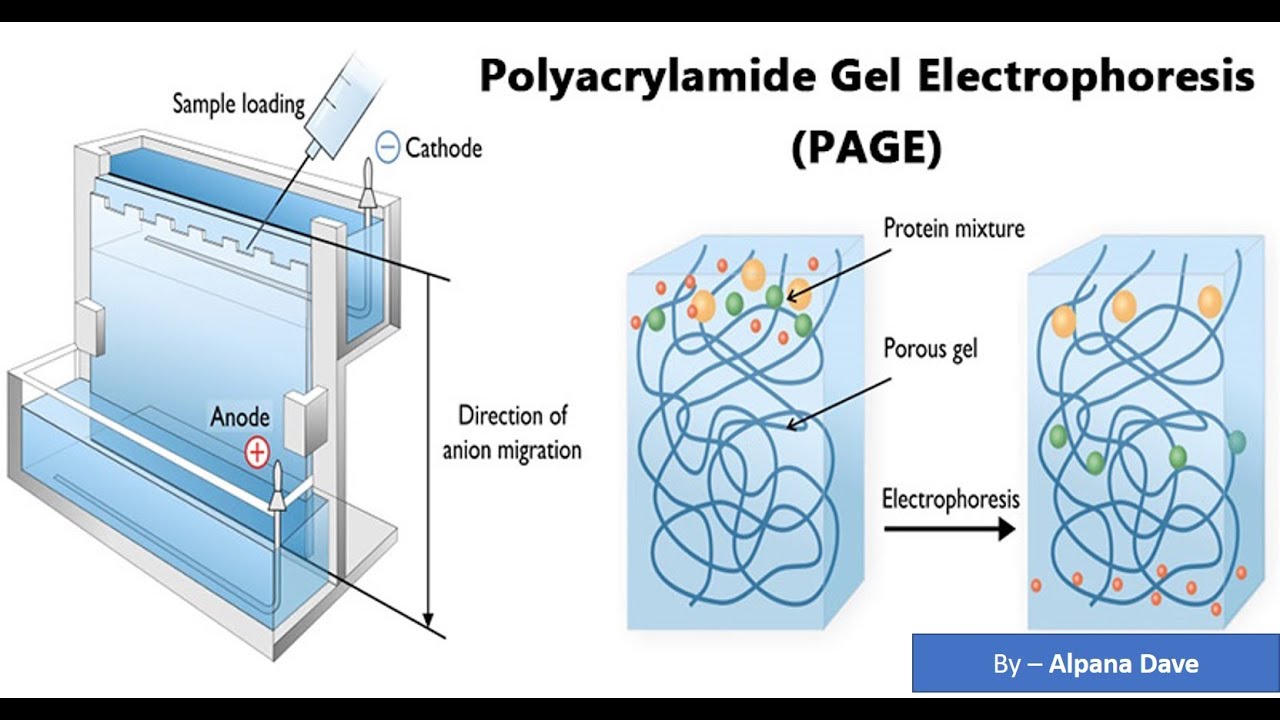 SDS PAGE 1 (Sodium dodecyl sulfate polyacrylamide gel electrophoresis