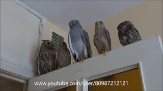 +Чей ТУФЛЯ???:))) Ушастая сова, Пустельга, Лунь степной, Домовой сыч:) Meeting predators +Чей ТУФЛЯ???:))) Ушастая сова, Пустельга, Лунь степной, Домовой сыч:) Meeting predators