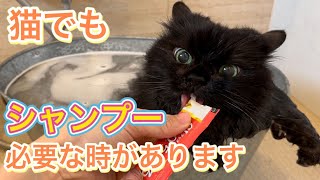 こういう時は猫でもシャンプーが必要です。【湯船でちゅーるが可愛すぎました】