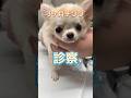ご飯を食べずぐったりしてる3ヶ月チワワが動物病院にやってきた！