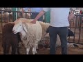 A Farmer In Batwar El Wardia Today A Sheep Is Being Sold For 3500 Dinars And The Buyer Is 