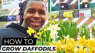 How to Grow & Care for Daffodils: Easy Tips for Stunning Spring Blooms!