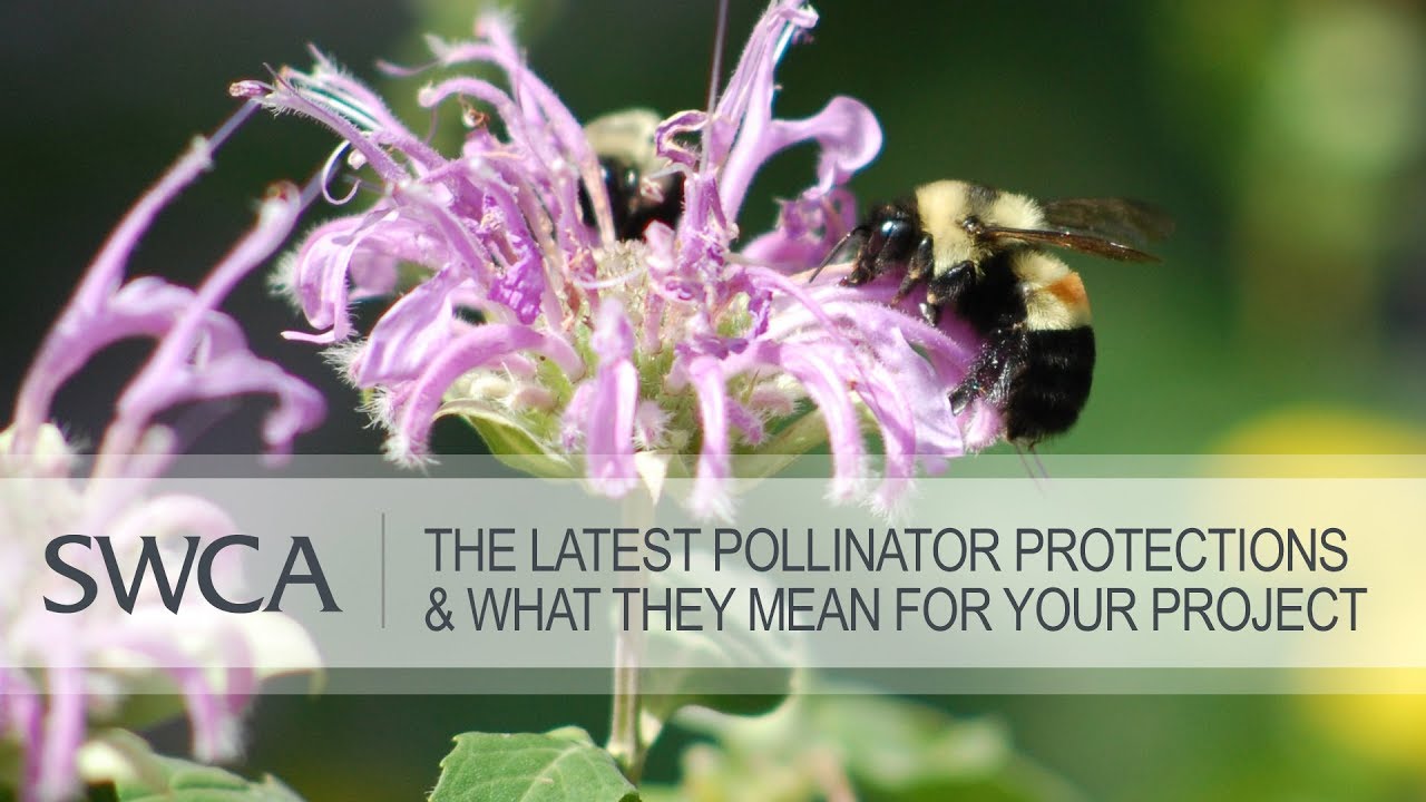 Rusty Patched Bumble Bee