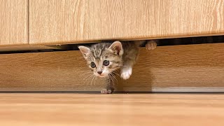 Where's kitten? by 금수강산Kpetworld 10,465 views 1 year ago 2 minutes, 32 seconds