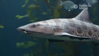 Leopard Sharks Shore To Dermaldentickle Your Fancy