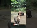 Sir come and film us too cuteanimals