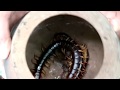 Survival skills: Catch centipede and grilled on clay for food - Cooking centipede eating delicious