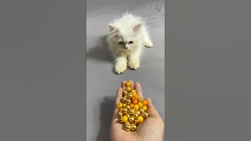 SatisfyCat 😻 Beads ASMR Reverse Moments ✨#shorts #cat #beads #asmr #satisfyingvideo