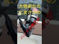 【やばい大物】【リール壊れました】大物来たのにまさかのハンドル根元が #ストラディック #大物 #大物釣り #tgベイト