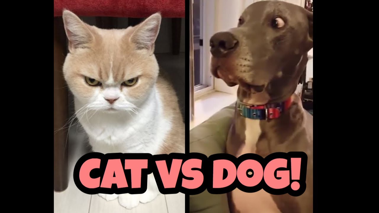 Angry Cat  Angry cat, Angry animals, Angry dog