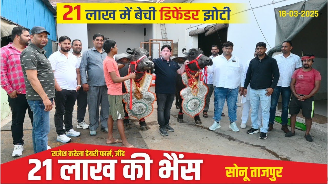 Защитник Мурра Джоти — емкость для молока 25 кг продана за 21 лакх рупий || Молочная ферма Раджеш...