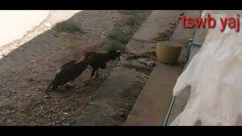 Qaib sib ncaws lom zem zoo saib kawg li