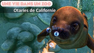 Le Bassin pour Otaries de Californie | EPISODE 44 | PLANET ZOO | Franchise