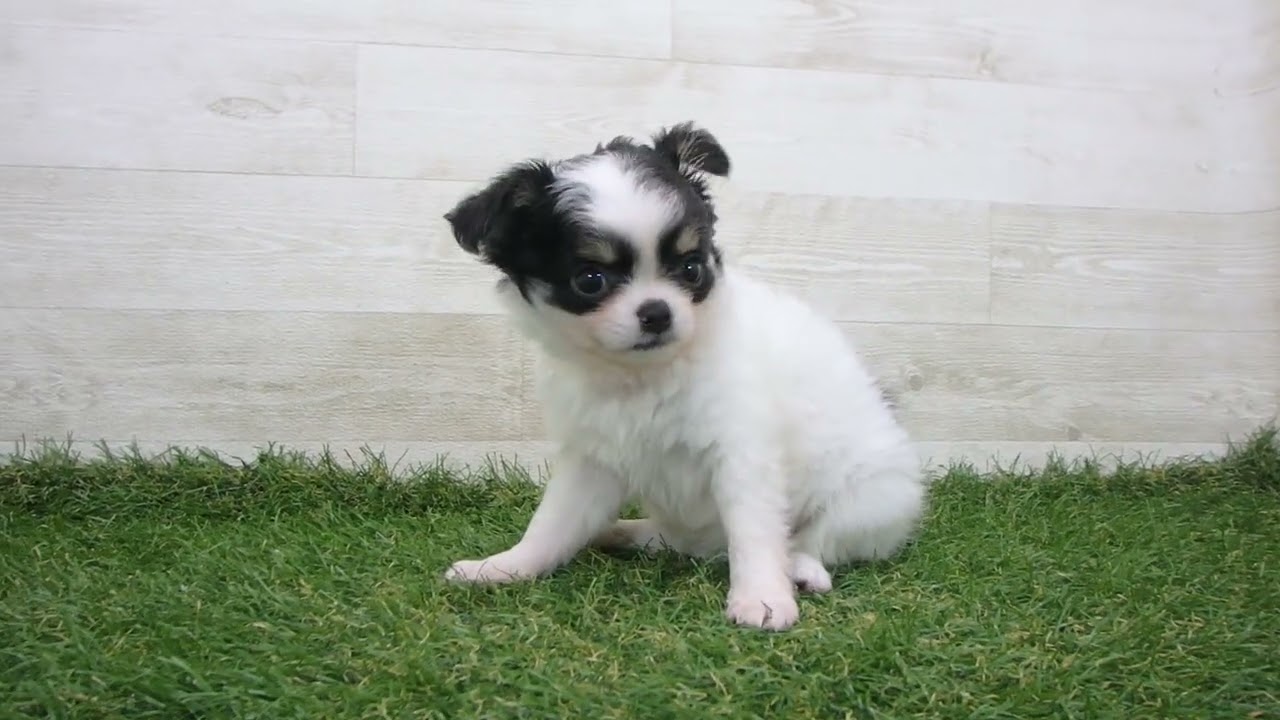 Coo&RIKU No.00742942 チワワ（ロングコート） - YouTube