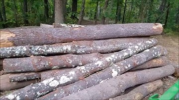 Backhoe time: scoop dirt, spread, move massive maple tree!