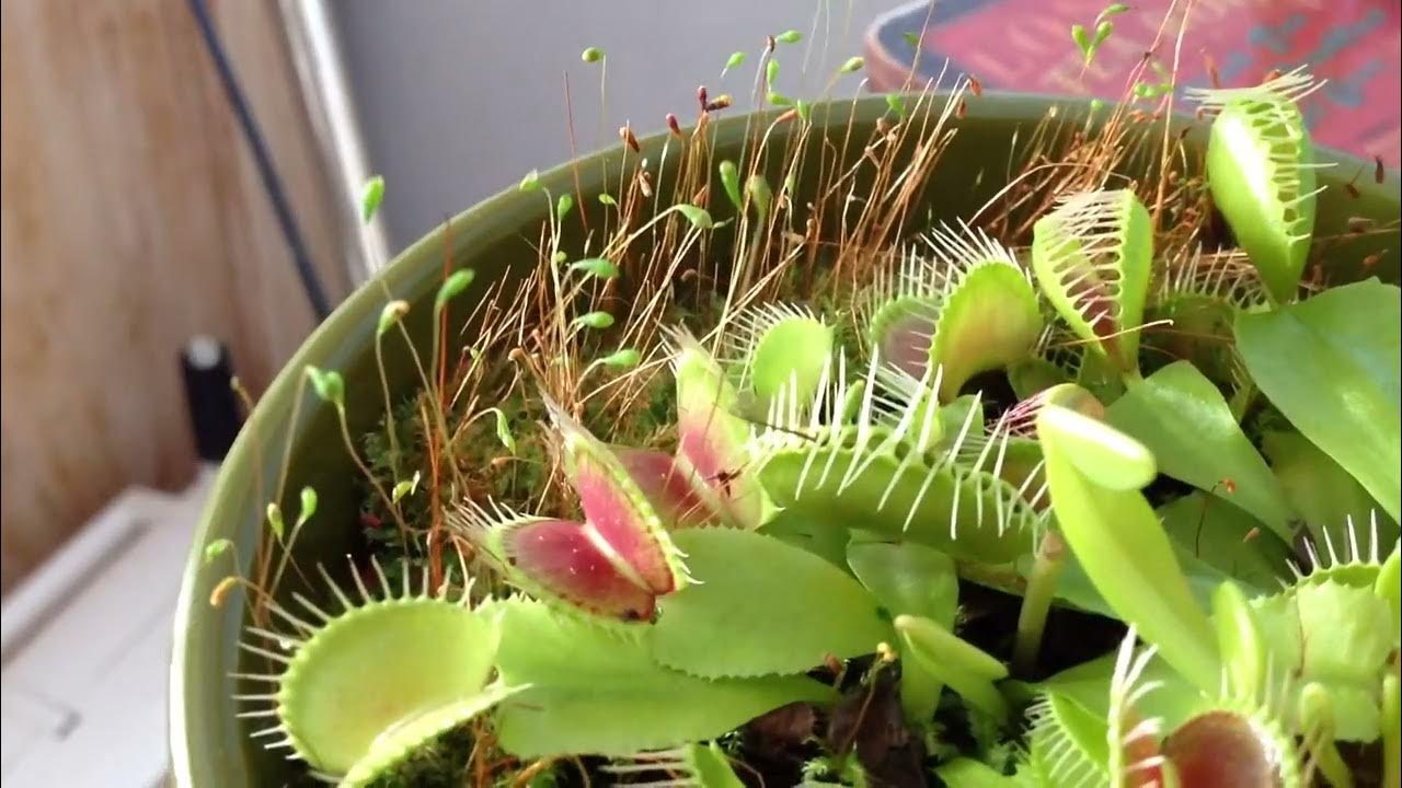 Venus flytrap eating a fly YouTube