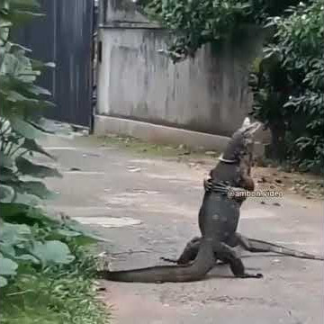 STORY WA~Biyawak aja berpelukan masa kamu ngga wkwkw