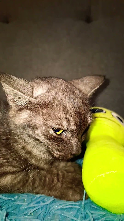 Kitten cannot hold the poop anymore #sprunki #cocomelon #shorts #funny #kitty #kitten #cutecat #cat