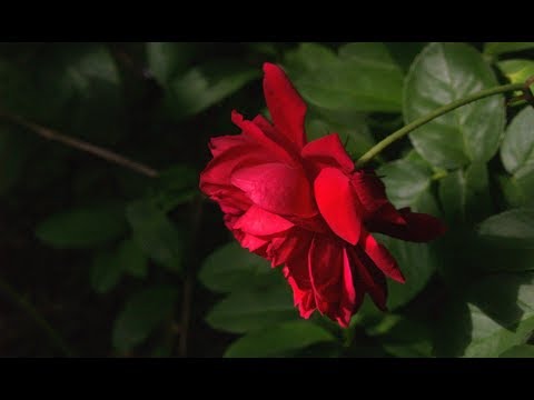 Video: Beloved by many gardeners - rose 