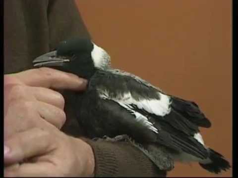 A Magpie by any other name.....