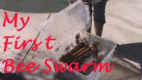 My First Bee Swarm