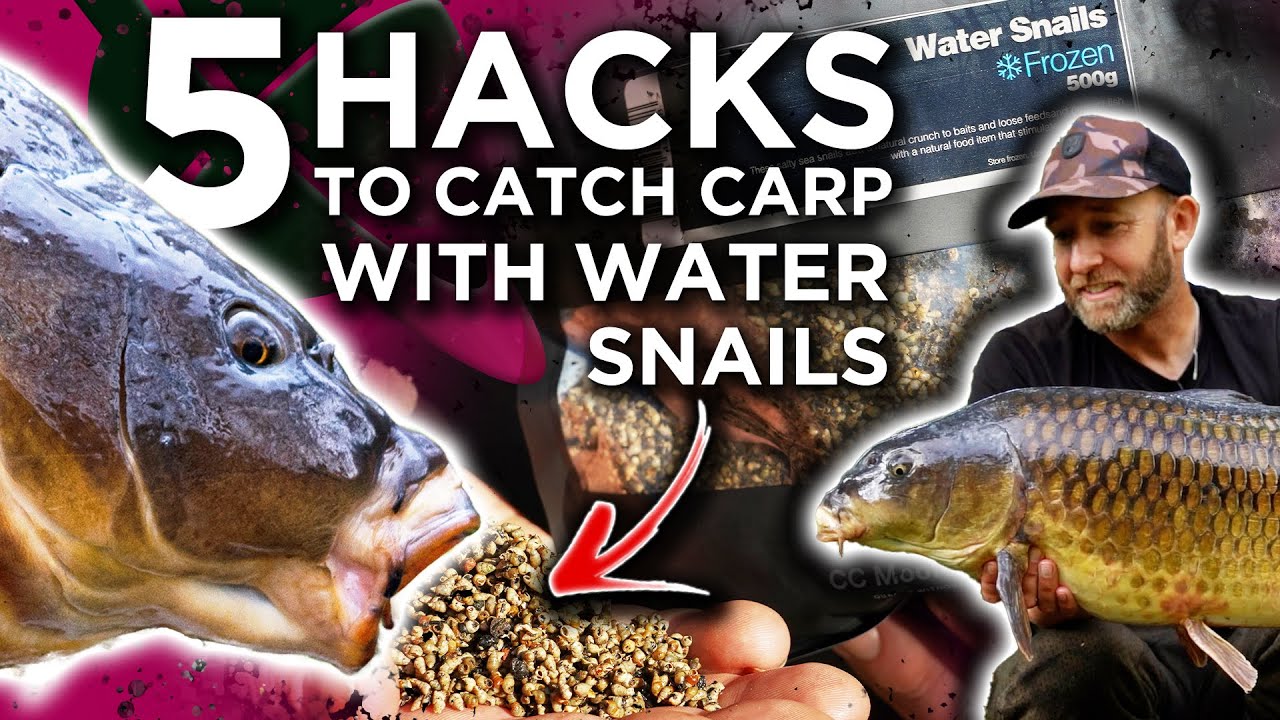 FIVE Reasons Why You NEED To Use Frozen Water Snails for carp Fishing! 😮 