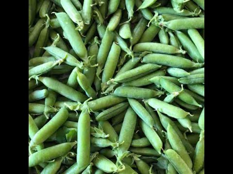 Vidéo: Cueillir les pois - Comment et quand récolter les pois