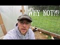 Why we Don't Use Joel Salatin Style Chicken Tractors
