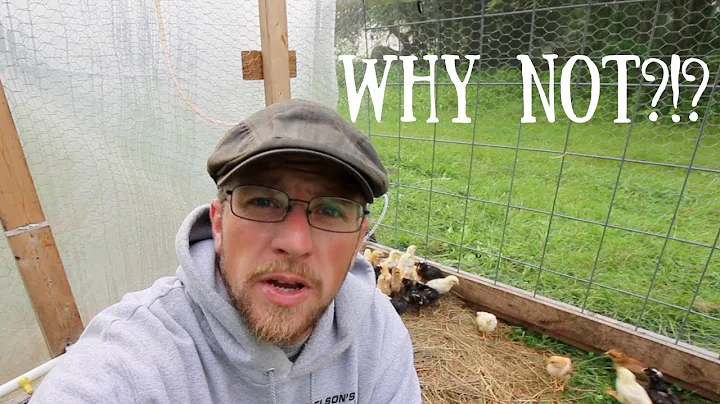 Why we Don't Use Joel Salatin Style Chicken Tractors